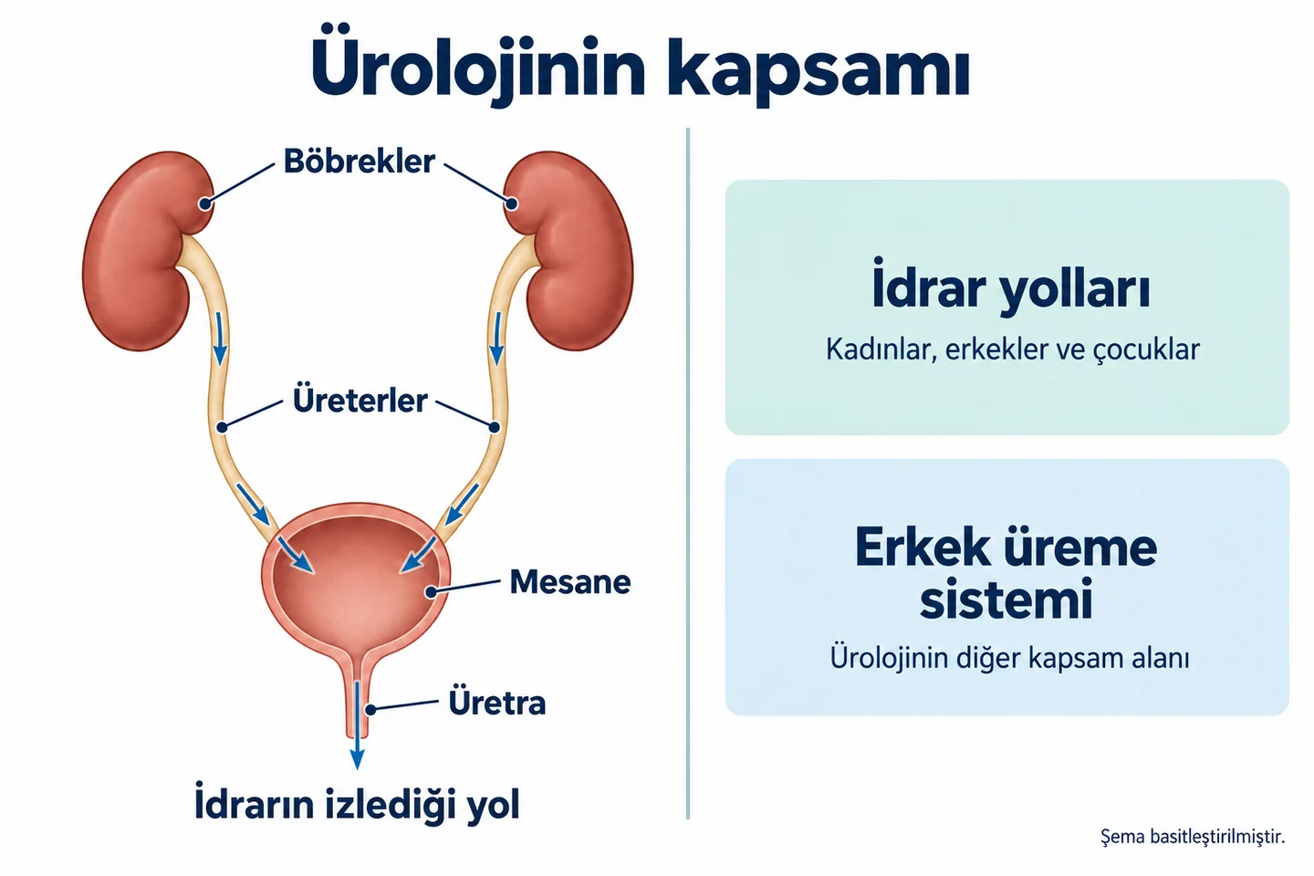 Böbreklerden üreterler aracılığıyla mesaneye, oradan üretraya ilerleyen idrar yolu; ürolojinin her cinsiyette idrar yollarını ve erkek üreme sistemini kapsadığı gösteriliyor.