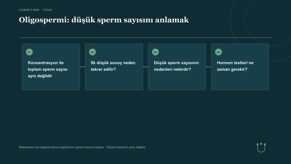 Oligospermi: düşük sperm sayısını anlamak için makalenin ana değerlendirme başlıklarını gösteren görsel okuma haritası.