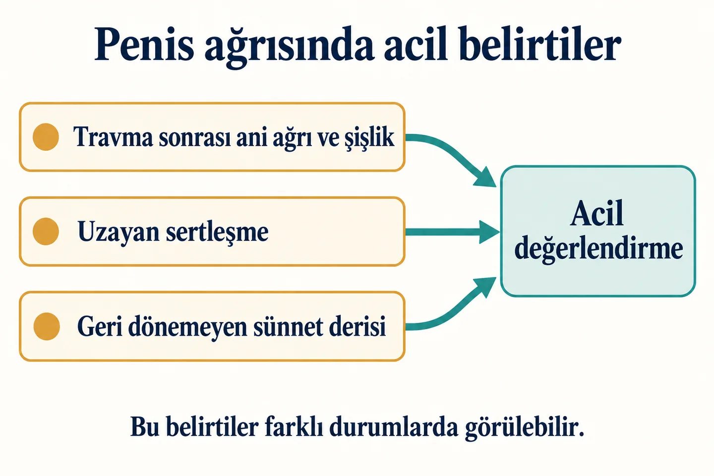 Penis ağrısında travma, uzayan sertleşme ve sıkışmış sünnet derisinin acil değerlendirme gerektirebildiğini gösteren belirti haritası.