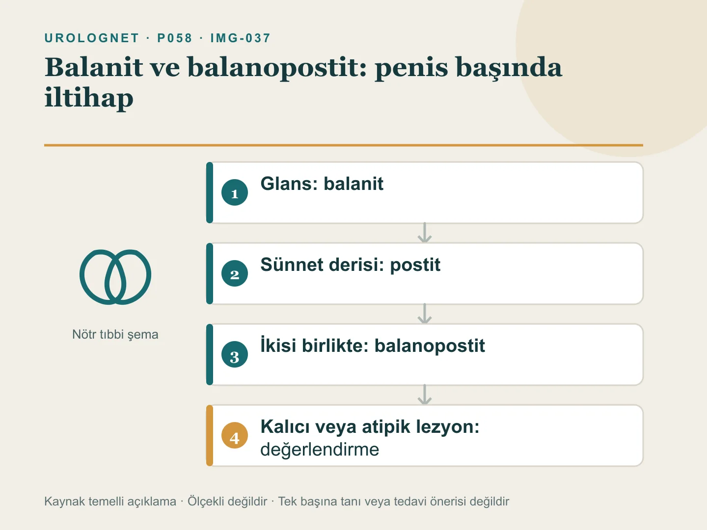 Glans ve sünnet derisinin balanit, postit ve balanopostit olarak adlandırılan bölgelerini; irritasyon, enfeksiyon bulguları ve kalıcı lezyona göre değerlendirme yolunu gösteren şema.