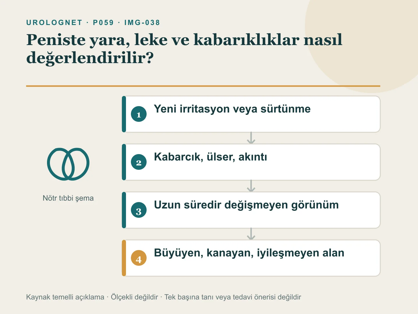 Peniste yeni irritasyon, enfeksiyon olasılığı, uzun süredir değişmeyen görünüm ve iyileşmeyen lezyona göre değerlendirme adımlarını gösteren şema.