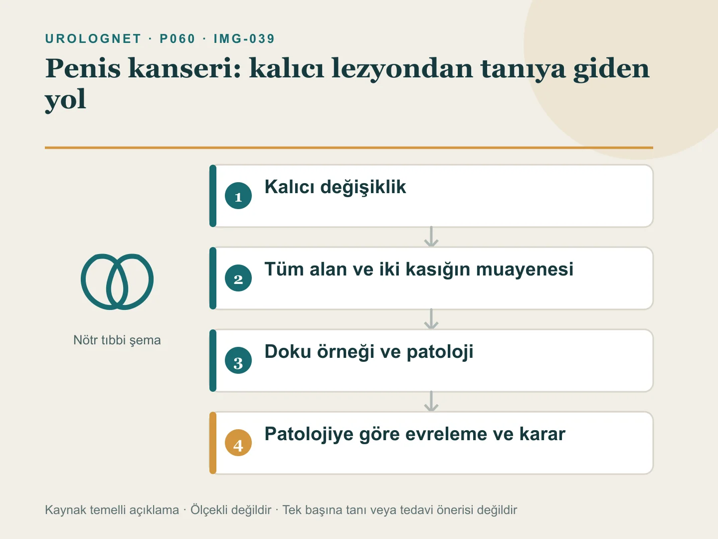 Peniste kalıcı değişikliğin muayene ve biyopsiyle değerlendirilmesinden, patolojiye göre lokal ve kasık lenf düğümü evrelemesine uzanan tanı yolu.