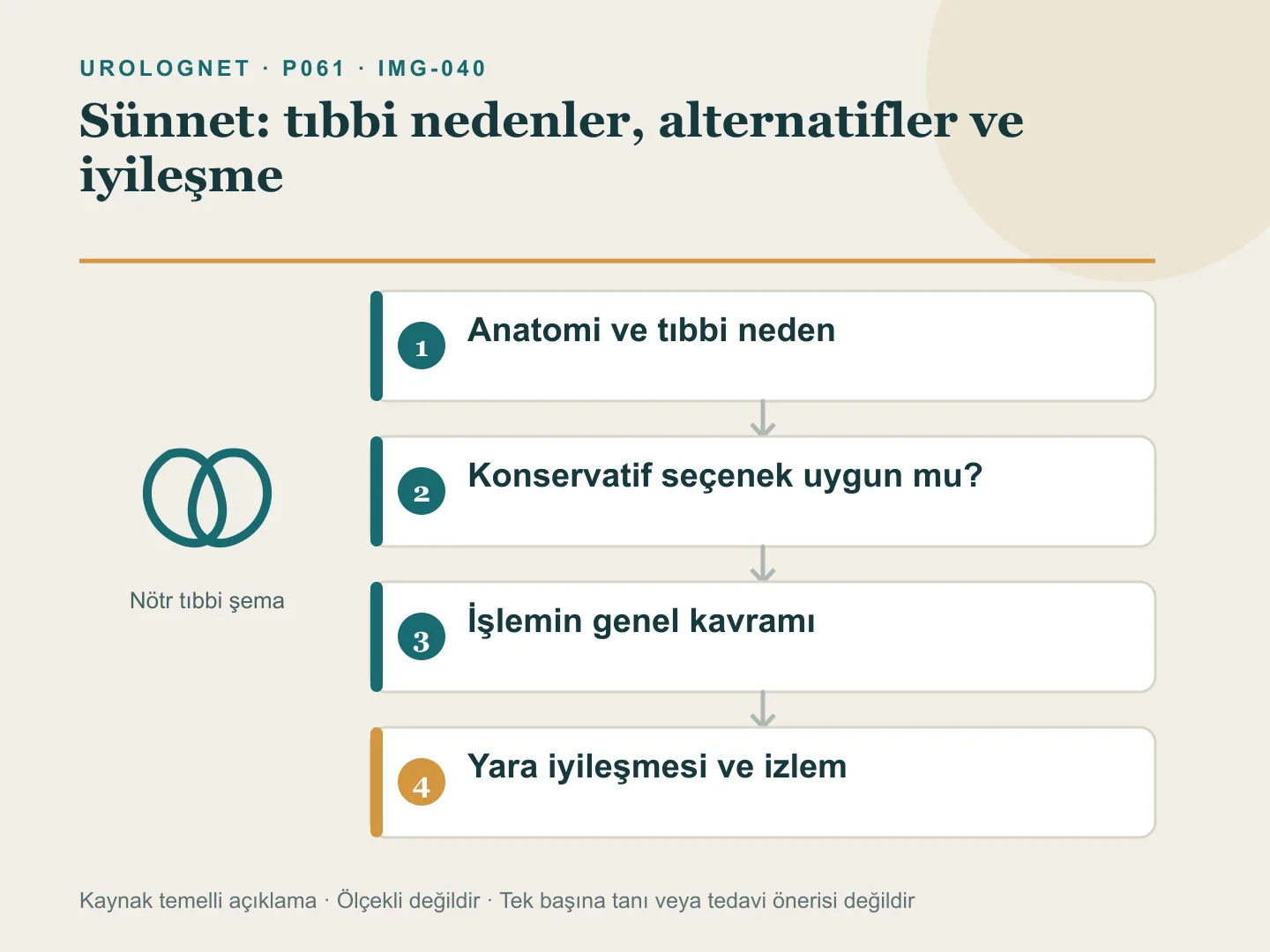 Sünnet derisinin anatomisini, tıbbi endikasyon ve alternatif değerlendirmesini, işlemin genel kavramını ve iyileşme sırasında izlenen riskleri gösteren şema.