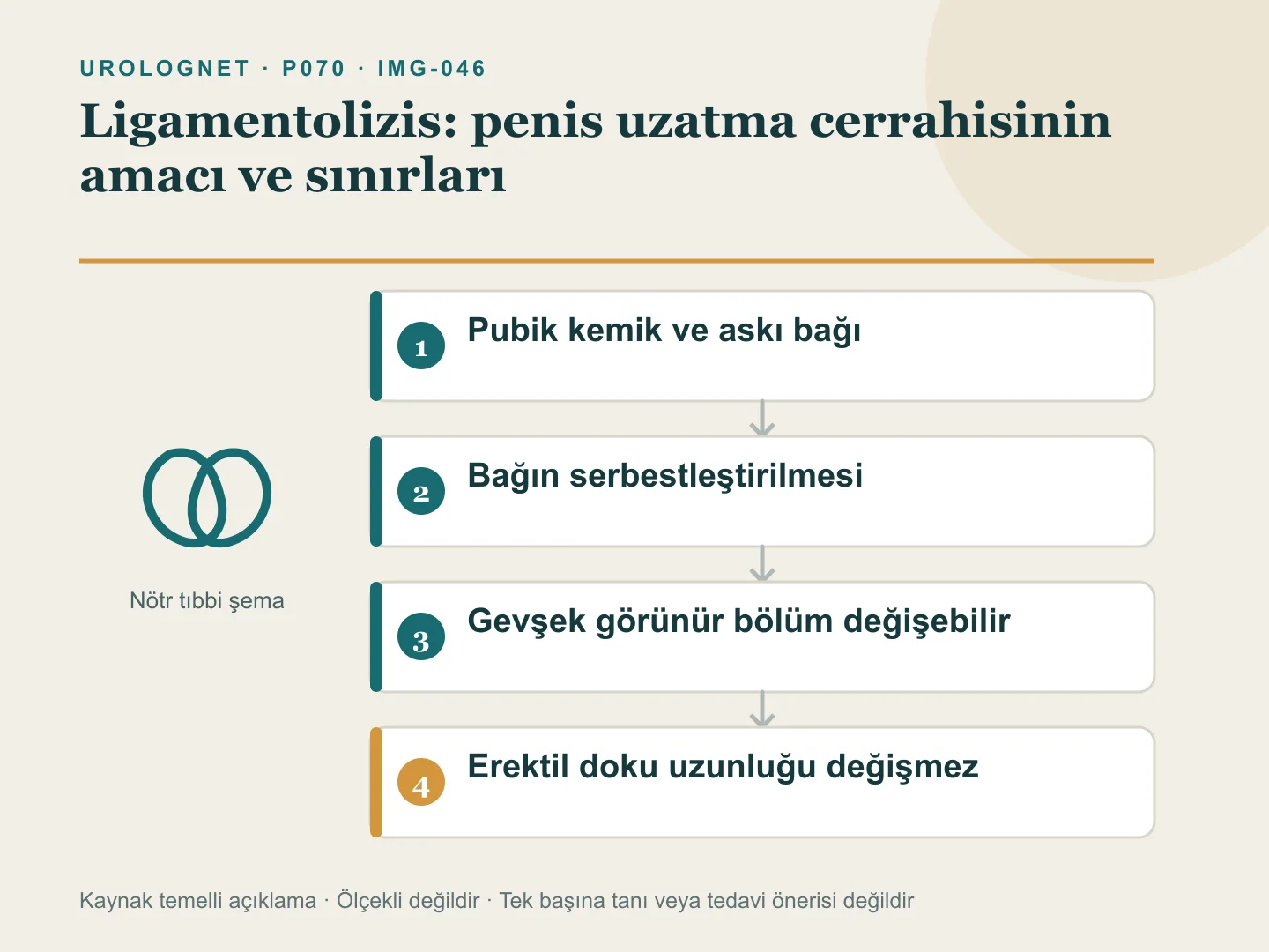 Pubik kemik ile penis arasındaki askı bağını ve bağ serbestleştirildiğinde görünen gevşek bölümün değişebileceğini, erektil doku uzunluğunun artmadığını gösteren iki panelli şema.