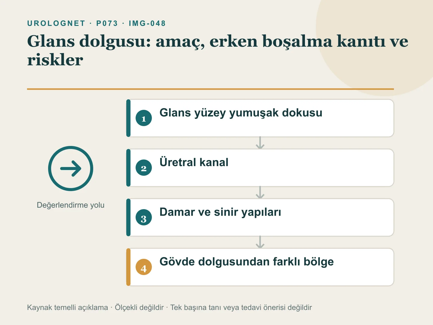 Glans dolgusunun penis gövdesi dolgusundan farklı bölgeye uygulandığını; glans yüzeyi, üretra ve damar-sinir yapılarının korunması gerektiğini gösteren iki panelli anatomi şeması.