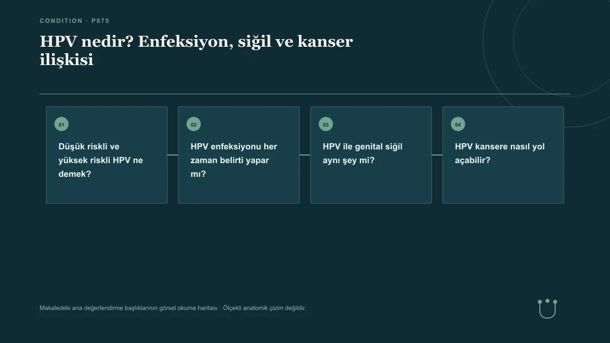 HPV nedir? Enfeksiyon, siğil ve kanser ilişkisi için makalenin ana değerlendirme başlıklarını gösteren görsel okuma haritası.