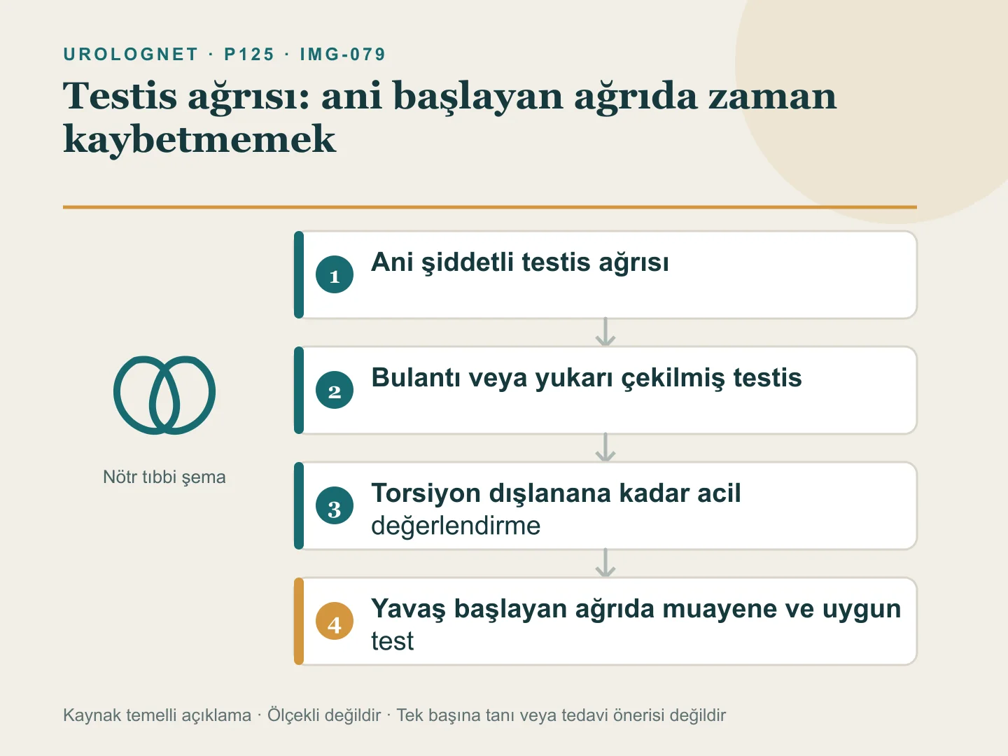 Ani testis ağrısını acil değerlendirmeye, daha yavaş gelişen ağrıyı eşlik eden bulgulara göre muayeneye yönlendiren şema.