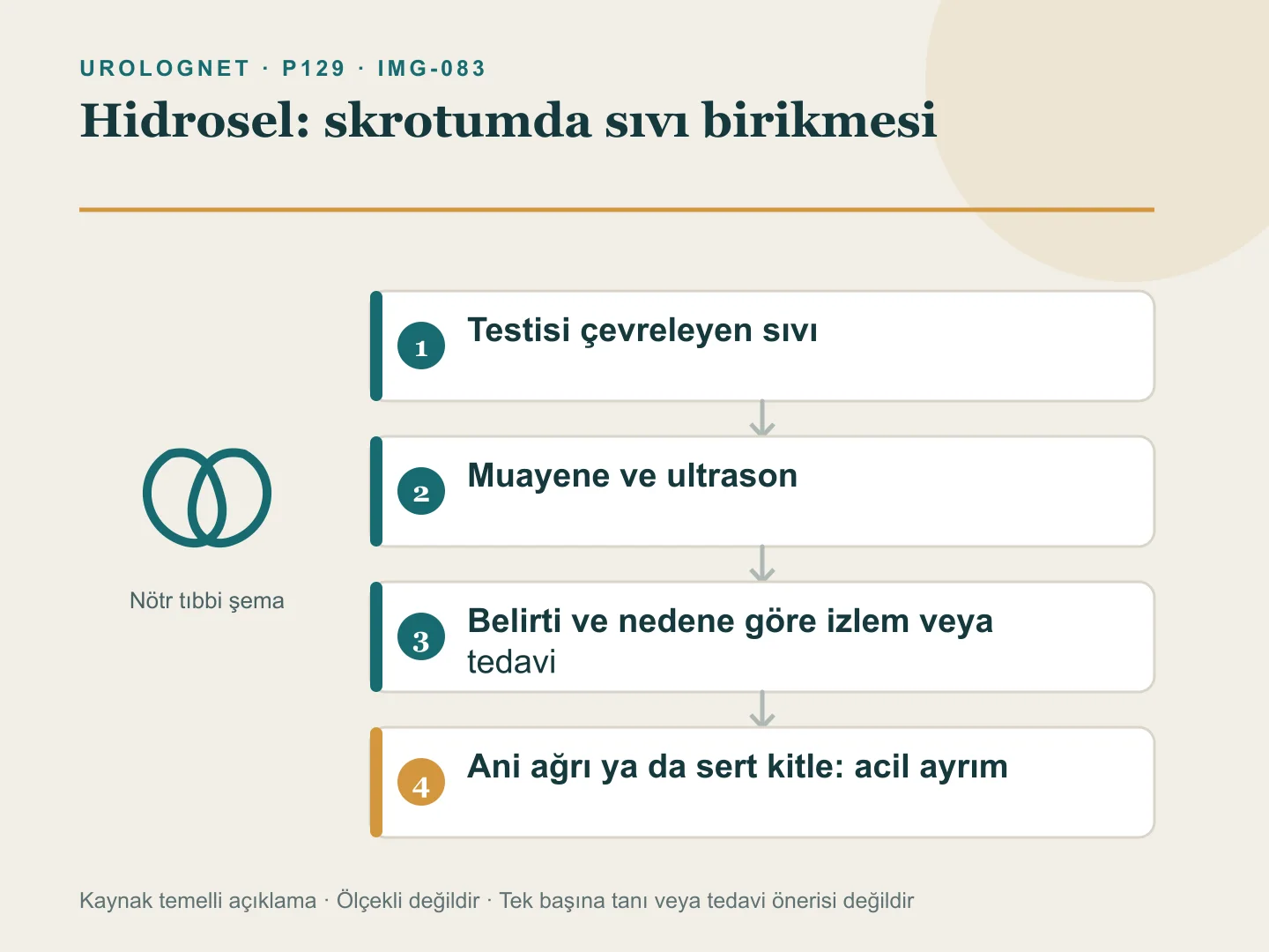 Testisi çevreleyen hidrosel sıvısını ve izlem, üroloji değerlendirmesi ile acil ayırıcı tanı yollarını gösteren şema.