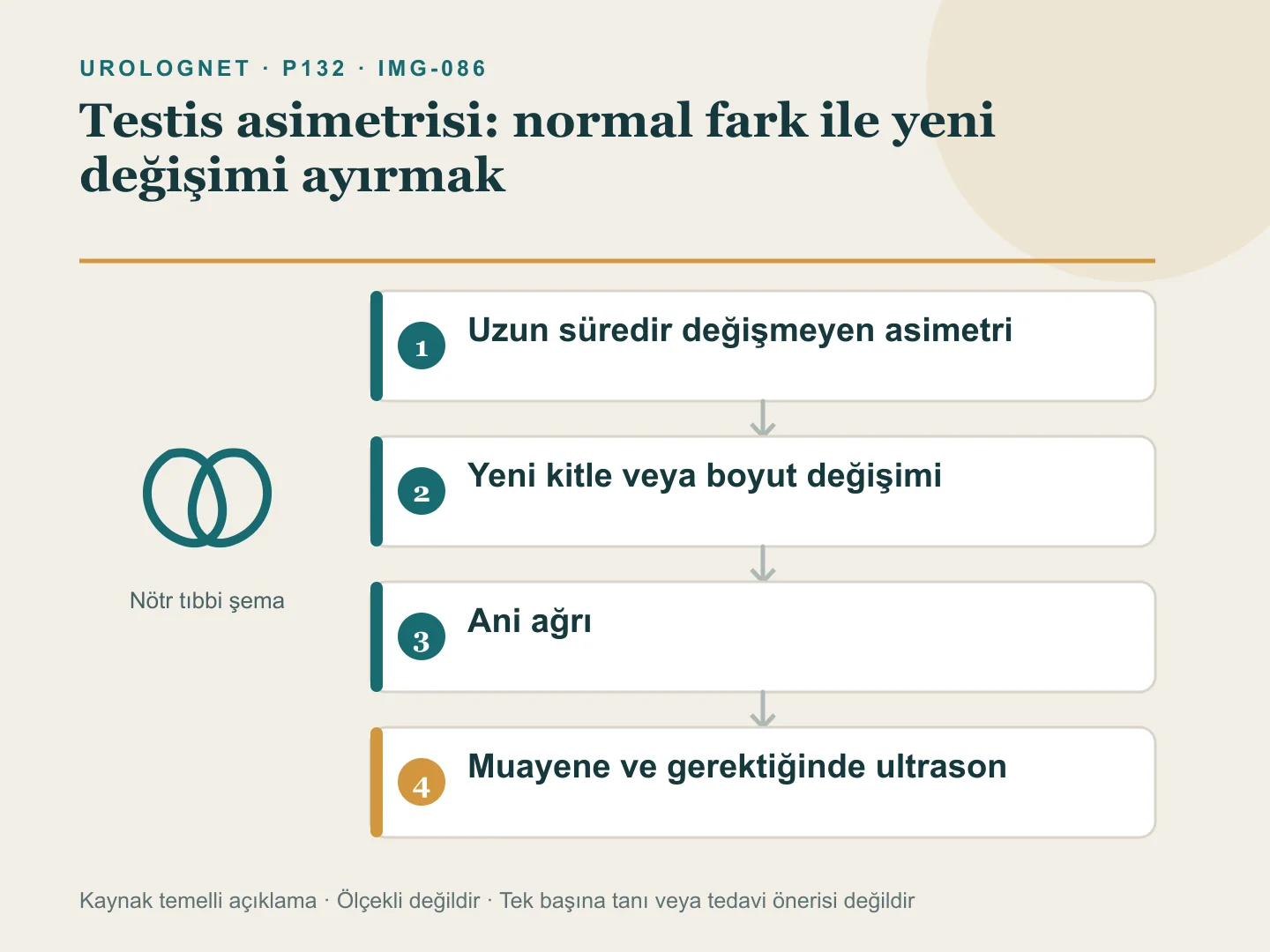 Testis asimetrisinde uzun süredir değişmeyen görünüm, yeni kitle veya boyut değişimi ve ani ağrı için izlenecek yolları gösteren belirti haritası.
