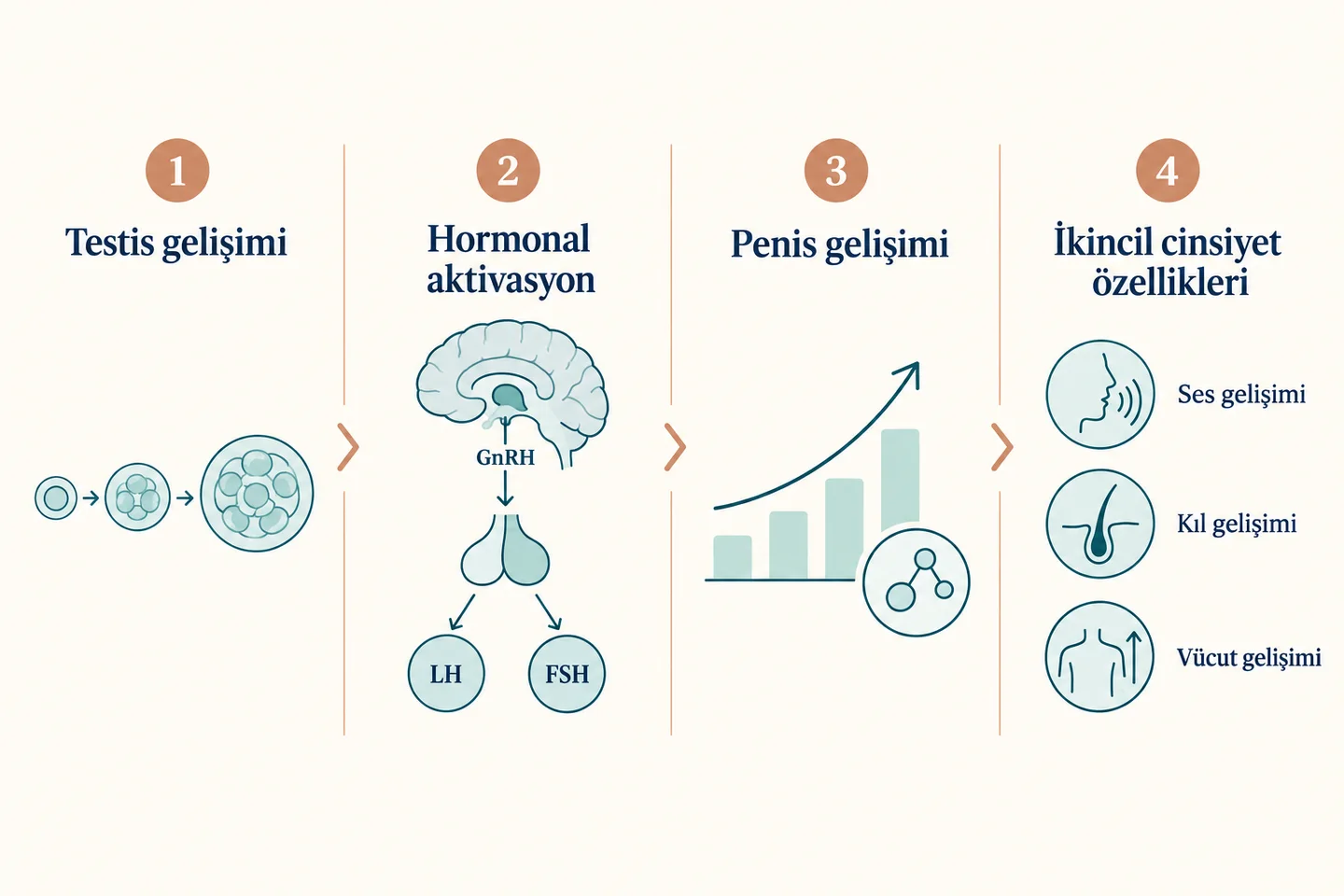 Testis gelişimi, hormonal aktivasyon, penis gelişimi ve ikincil cinsiyet özellikleri arasındaki nötr puberte gelişim akışı.